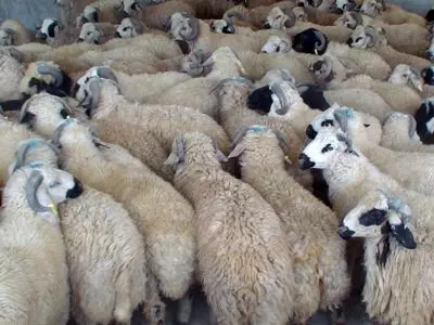 مهار ۵۵۰ راس دام در مرز ارومیه