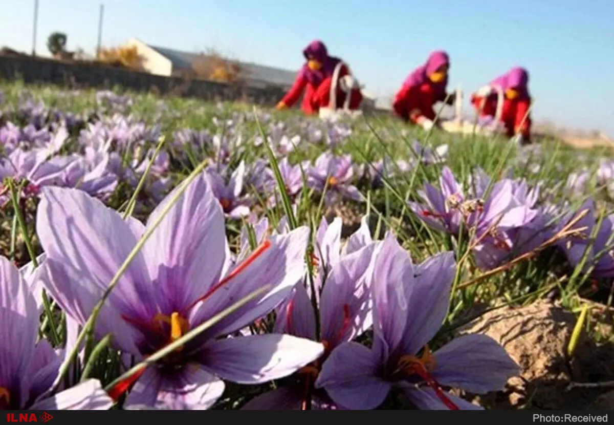 کشورهای دیگر از محدویت صادراتی ما سوء استفاده می‌کنند/ بازارهای‌مان را به دلیل تحریم‌ها نمی‌توانیم حفظ کنیم/ دستگاه کلاله کار برداشت را تسهیل می‌کند