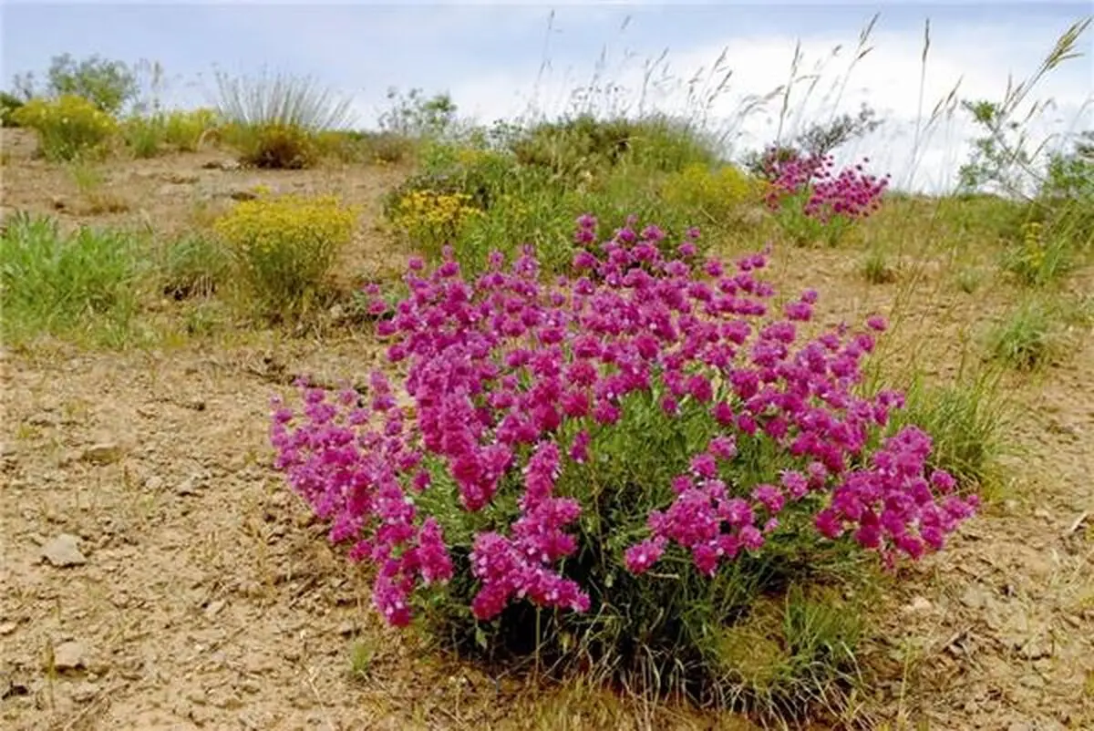  شناسایی بیش از ۲۴۰ گونه گیاهی مرتعی بومی در مشهد
