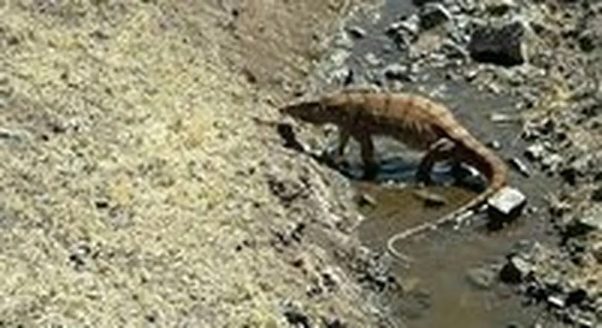 مشاهده بزمجه غول‌پیکر در پرند
