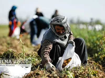 دلسردی کشاورزان از بیمه‌ها/ کشاورزان وقت بحران تنها می‌مانند