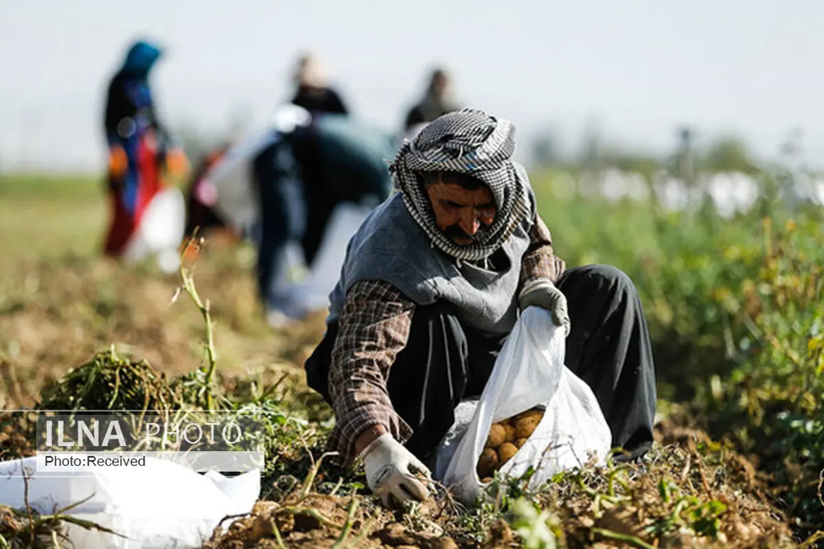 دلسردی کشاورزان از بیمه‌ها/ کشاورزان وقت بحران تنها می‌مانند
