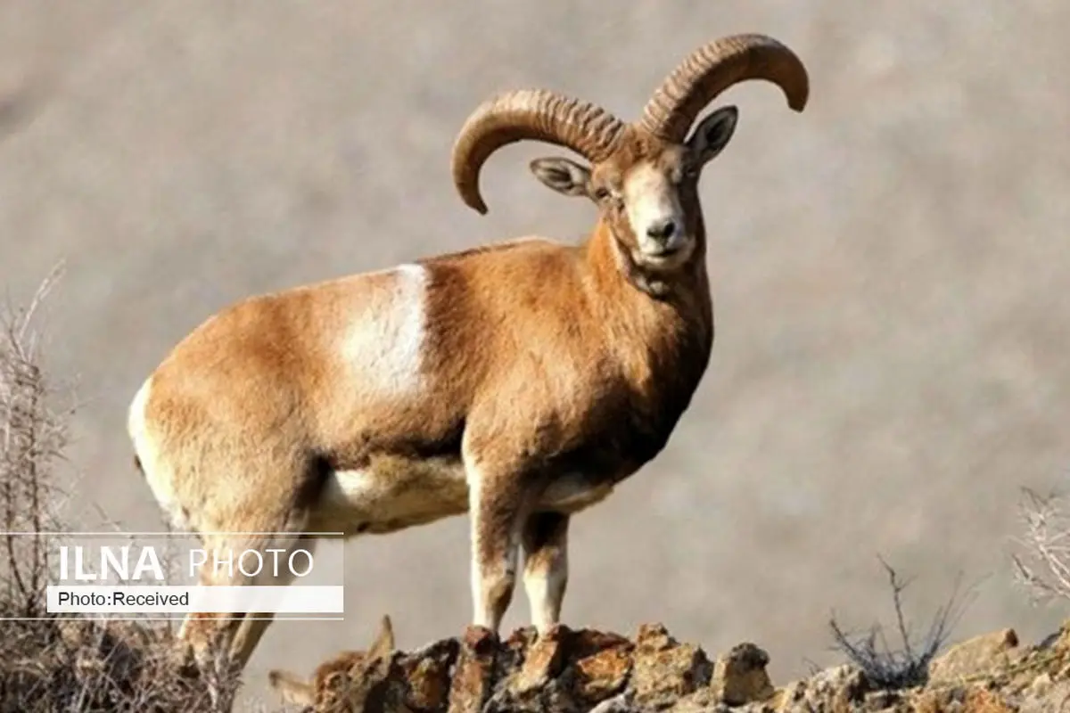 شناسایی ۲۶۰ گونه جانوری در قزوین