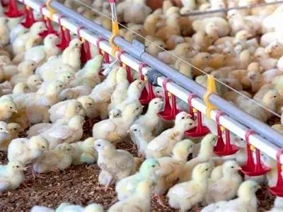 برخورد جدی با متخلفان زنجیره تولید و توزیع مرغ در گلستان