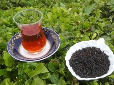 تا پایان سال ذخیره چای داریم/ تولید ۳۵ هزار تن چای در داخل کشور