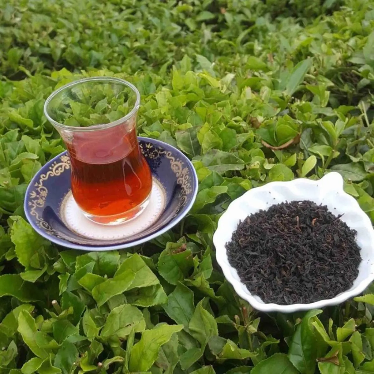 تا پایان سال ذخیره چای داریم/ تولید ۳۵ هزار تن چای در داخل کشور