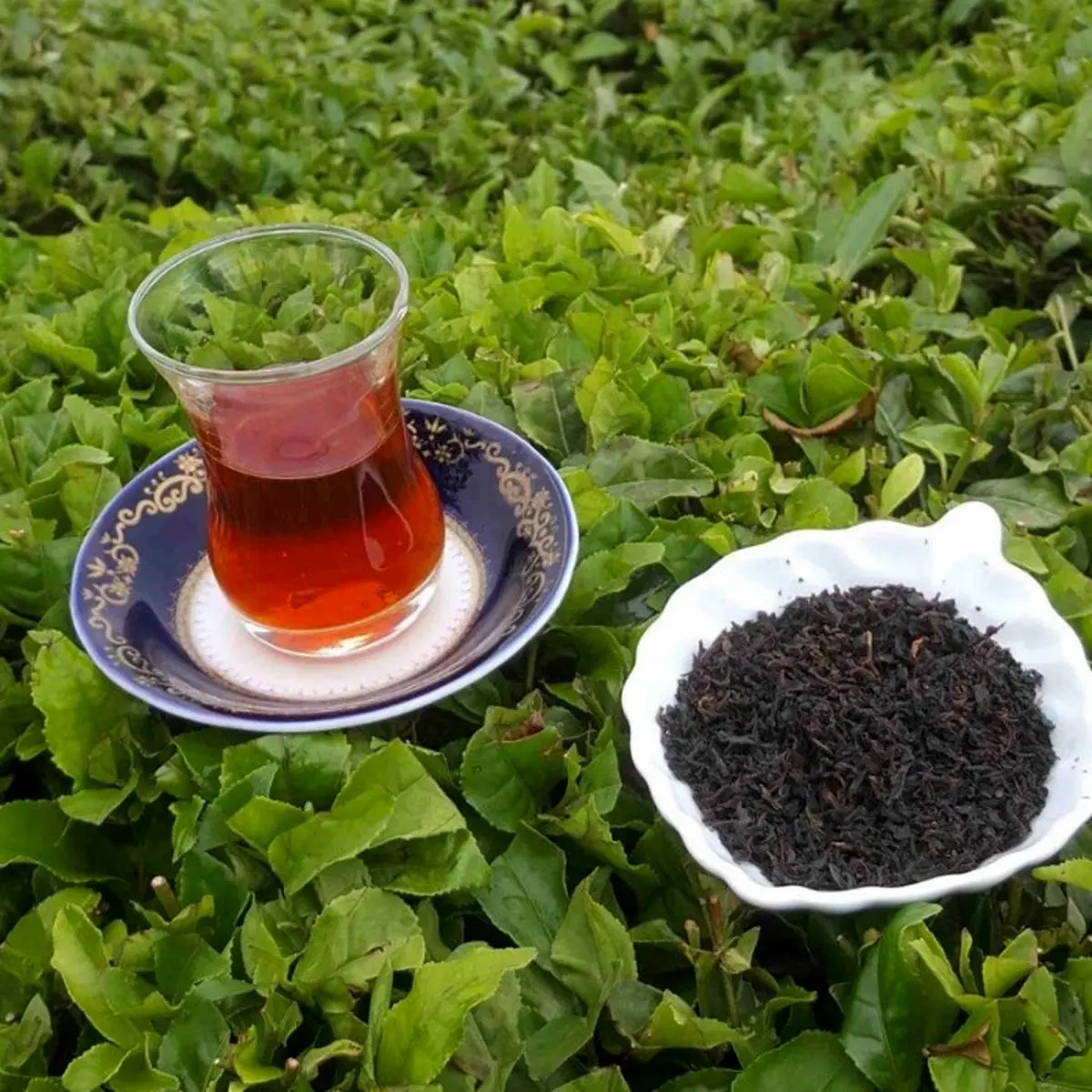 تا پایان سال ذخیره چای داریم/ تولید ۳۵ هزار تن چای در داخل کشور