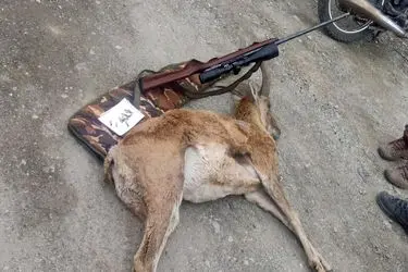 کشف اسلحه و لاشه قوچ وحشی از شکارچیان غیرمجاز در منطقه حفاظت شده ورجین شمیرانات