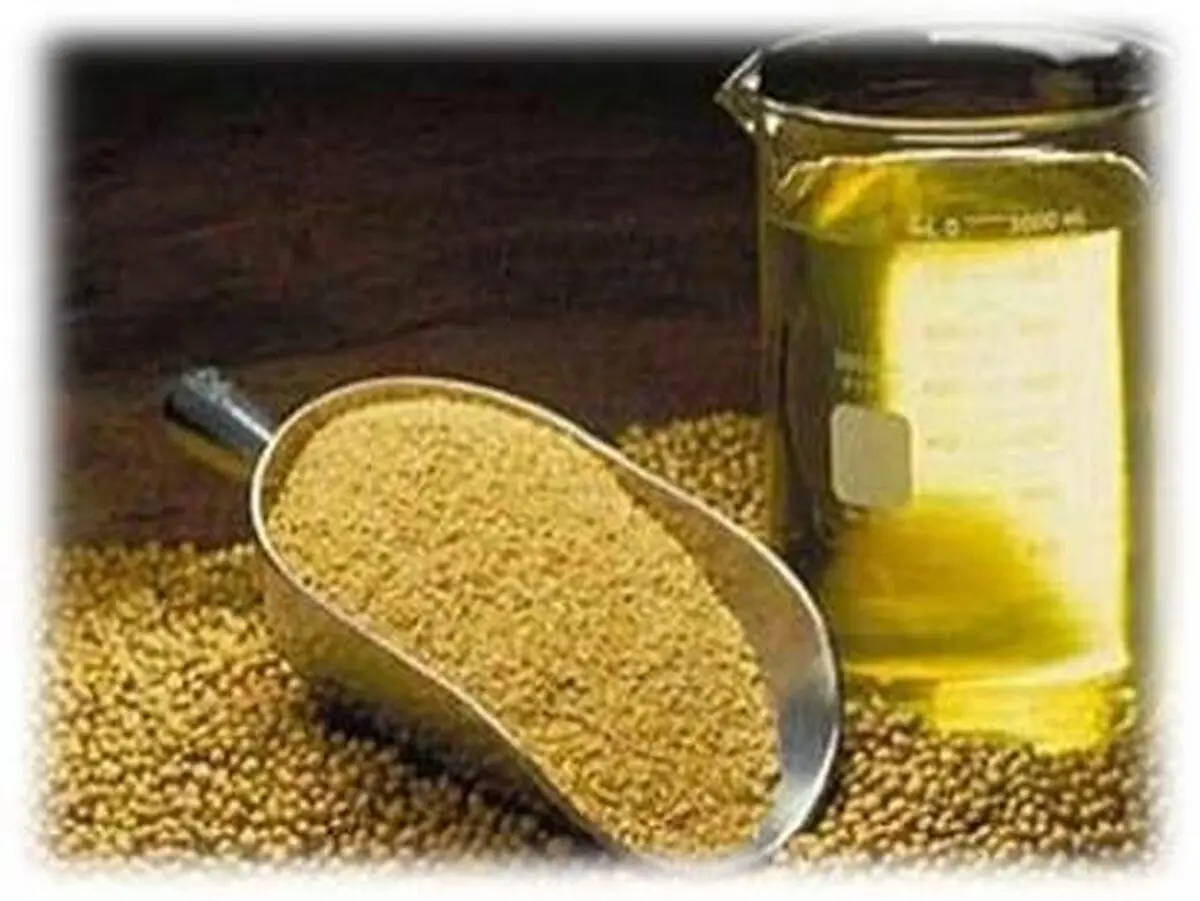  افتتاح کارگاه فرآوری و بسته‎بندی دانه‎های روغنی 