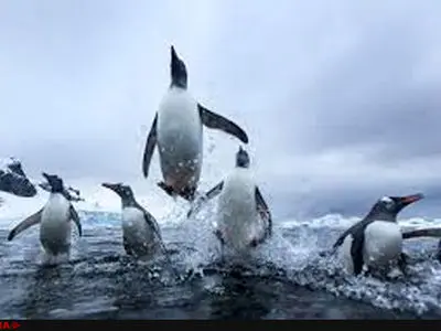فیلم / ایجاد بزرگترین پارک دریایی جهان در قطب جنوب 