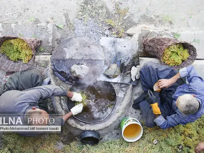 مراسم سنتی کشمش “بولاو” در روستای “دولاب سنندج 