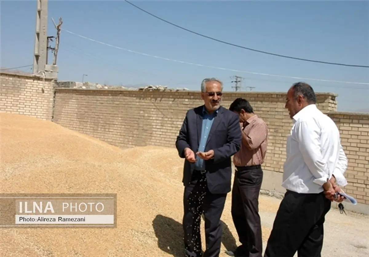 آغاز خرید گندم مازاد کشاورزان در کهگیلویه و بویراحمد/ خرید 2 هزار تن گندم در کهگیلویه و بویراحمد
