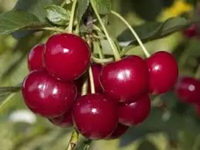 کنترل فشار خون بالا با این نوشیدنی معجزه‌گر