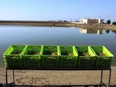 برداشت ۹۰۰ تُن میگو در گلستان