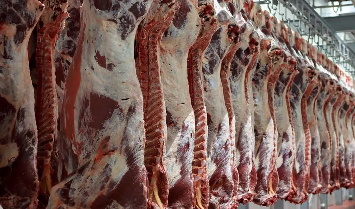 شاهد افزایش زایش‌های دام سبک در پاییز و زمستان بودیم/ بره‌ها تا یک ماه دیگر به سن کشتار می‌رسند/ بزودی قیمت گوشت متعادل می‌شود 