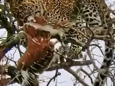 لحظات ناب شکار عقاب توسط پلنگ روی درخت + فیلم