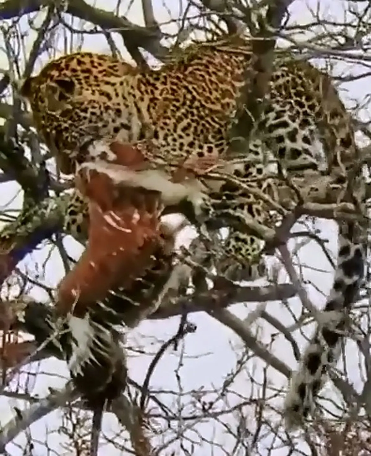 لحظات ناب شکار عقاب توسط پلنگ روی درخت + فیلم