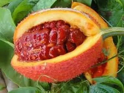 گاک فروت؛عجیب ترین میوه روی زمین/فیلم