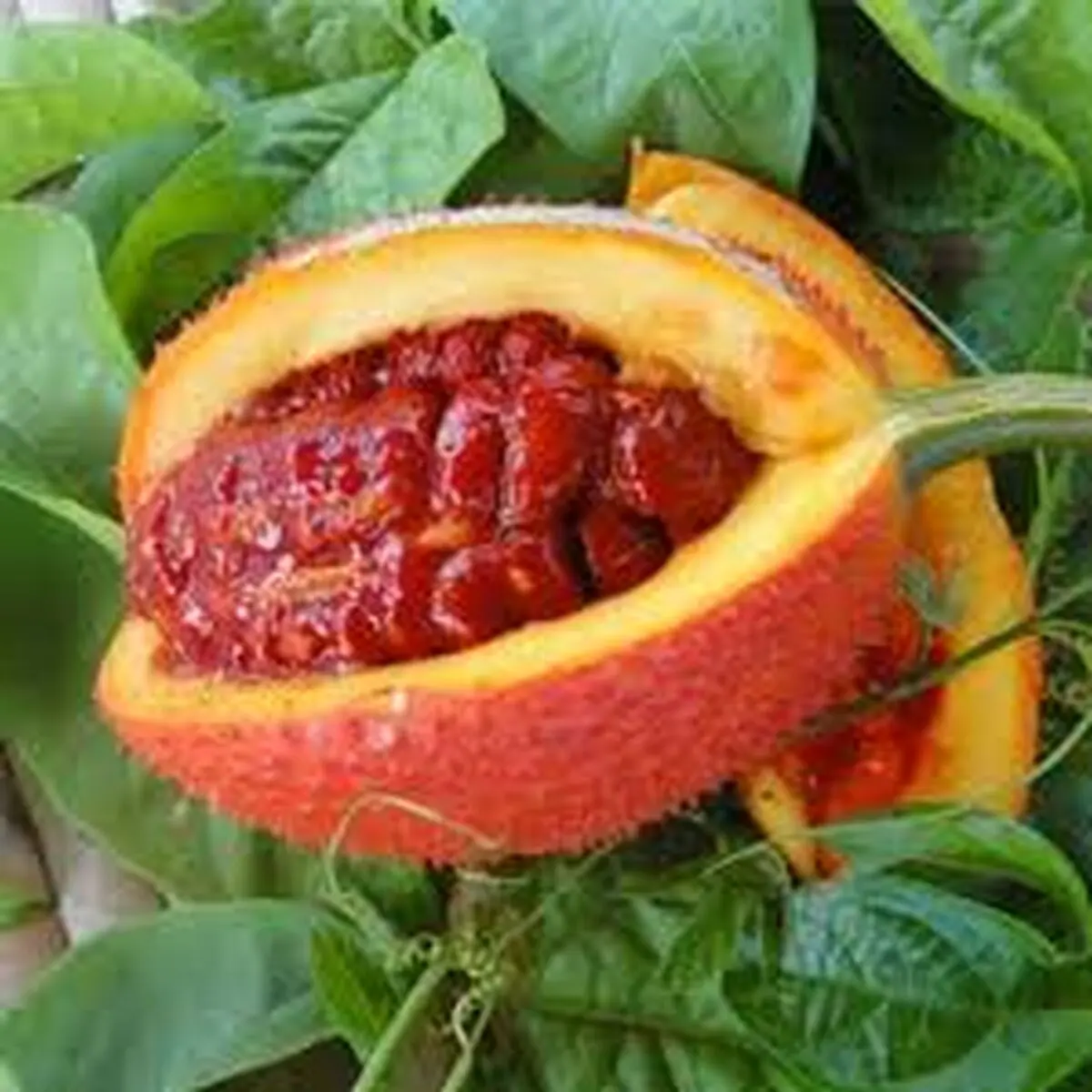 گاک فروت؛عجیب ترین میوه روی زمین/فیلم