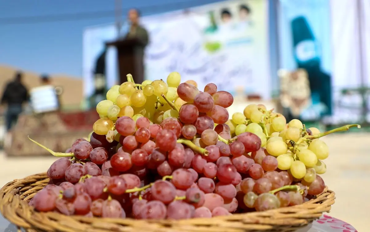 عرضه سنتی و خام‌فروشی انگور نمی‌تواند پاسخگوی نیازهای اقتصادی منطقه باشد / لزوم بهره‌برداری بهینه از ظرفیت‌های باغی
