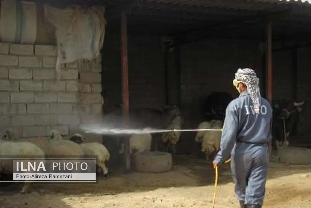 بدن 104 هزار دام سبک و سنگین در مناطق محروم کرمانشاه سمپاشی شد