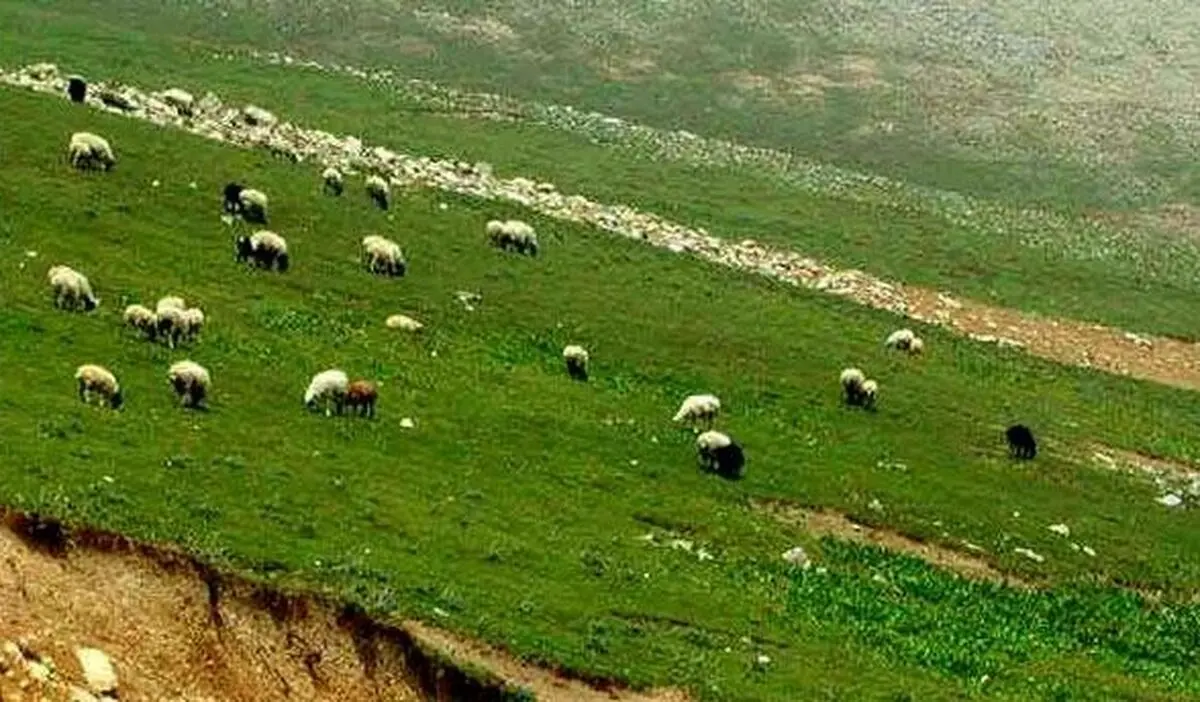 ۶۵۰ هزار هکتار از مراتع استان دارای طرح مرتعداری است