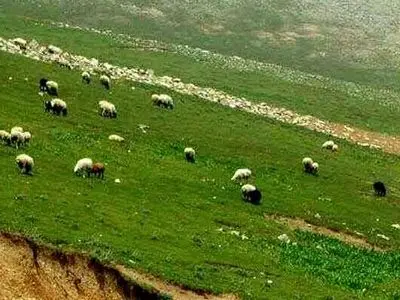 ۶۵۰ هزار هکتار از مراتع استان دارای طرح مرتعداری است