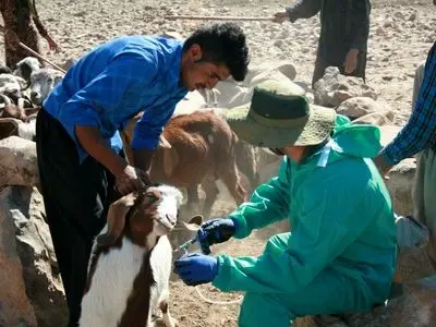 واکسینه ۱۵۹ هزار رأس دام علیه بیماری تب برفکی در بروجرد