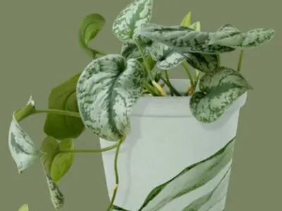 راز گلخانه دارها برای پرپشتی و تقویت گیاه پتوس