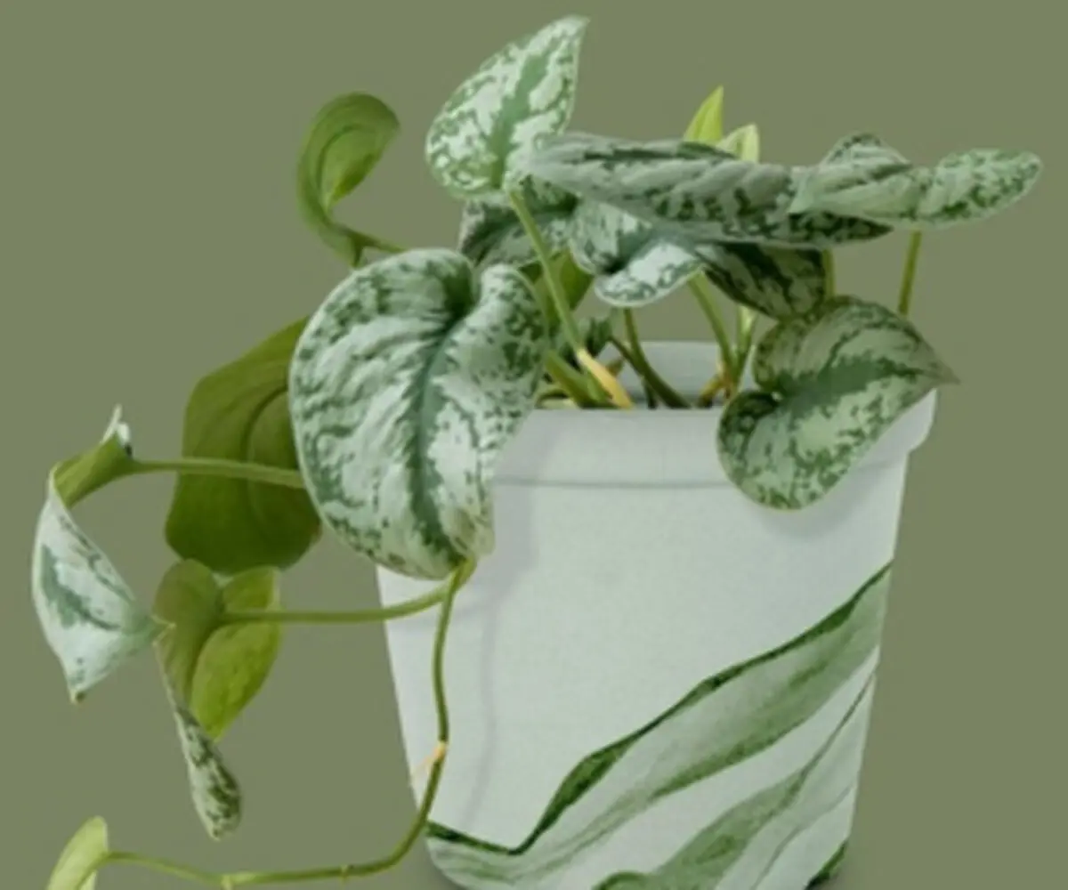 راز گلخانه دارها برای پرپشتی و تقویت گیاه پتوس