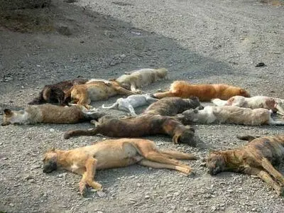از سگ‌کشی در "کهریزک" تا محکومیت در "بهشت"/ پیمانکاران متخلف به گردونه فعالیت‌های شهری بازمی‌گردند/ توپ را در زمین مردم نیندازیم!