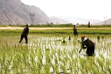 ممنوعیت کشت برنج با استفاده از آب چاه در فارس