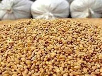 توزیع 2 هزار و 500 تُن نهاده دامی ویژه عشایر استان سمنان/ افزایش 15.5 درصدی خانوار عشایری استان 