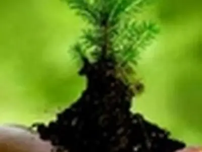 شناسایی۲۶۰ شغل سبز در کشور