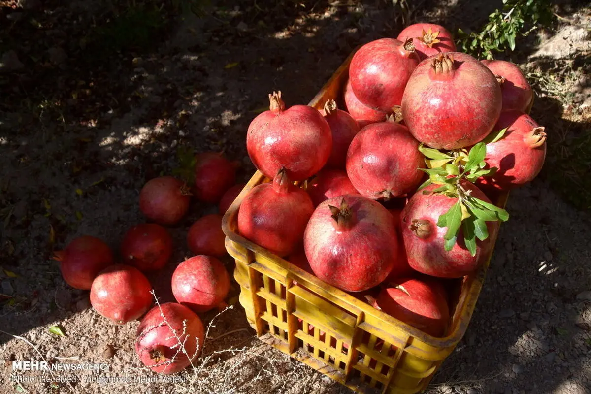 مصلحات انار چیست؟ 