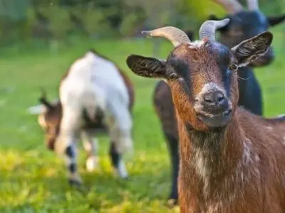 راهکار شهردار جزیره دورافتاده ایتالیا برای رهایی از معضل افزایش جمعیت بز‌ها 