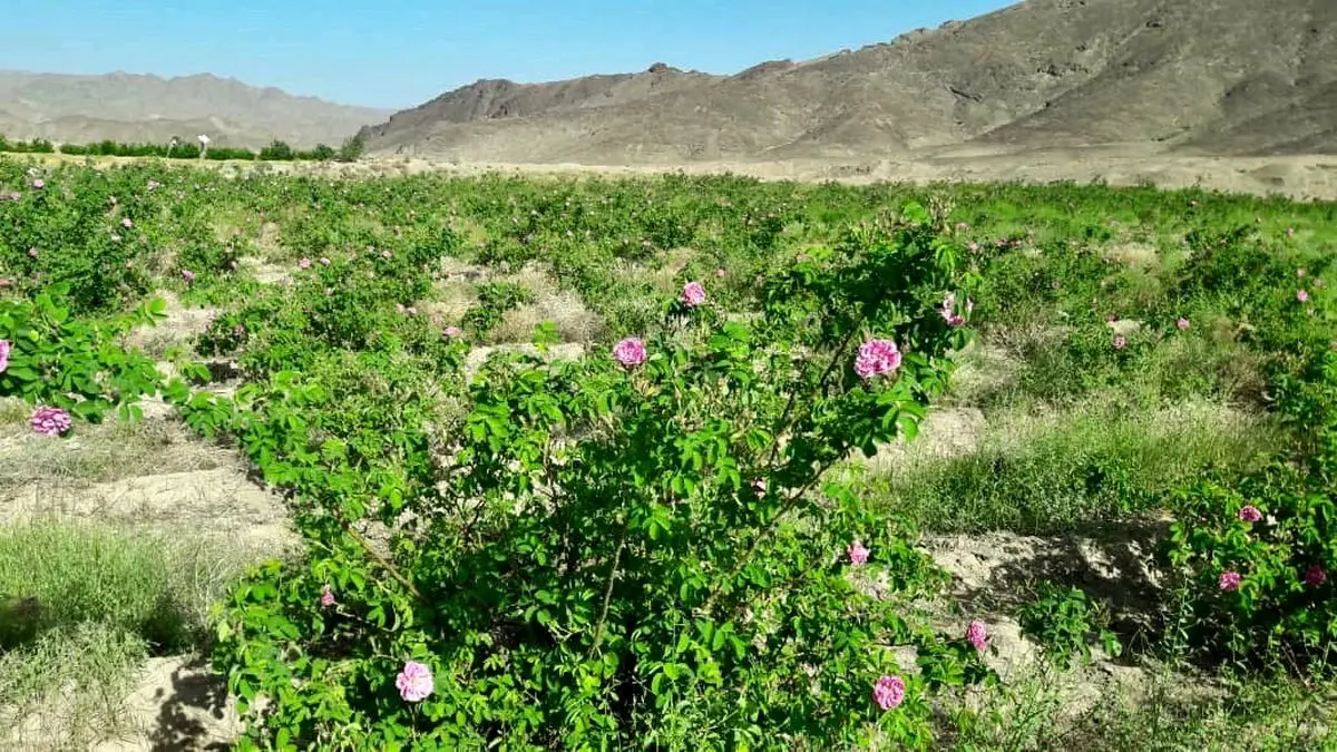 توسعه باغات گل محمدی به ۵۷ هکتار در سیستان و بلوچستان