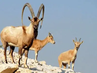 شکارچی غیرمجاز بز وحشی به دام محیط‌بانان الموت افتاد