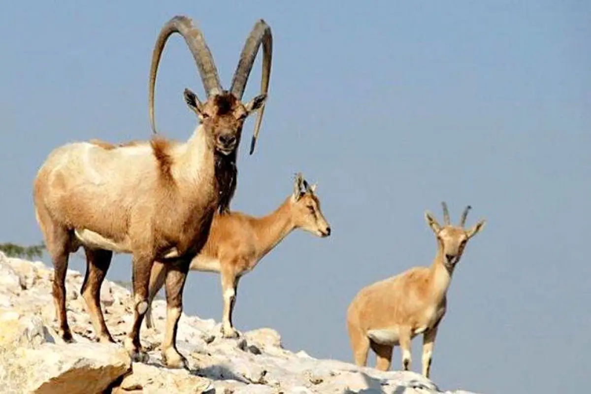 شکارچی غیرمجاز بز وحشی به دام محیط‌بانان الموت افتاد