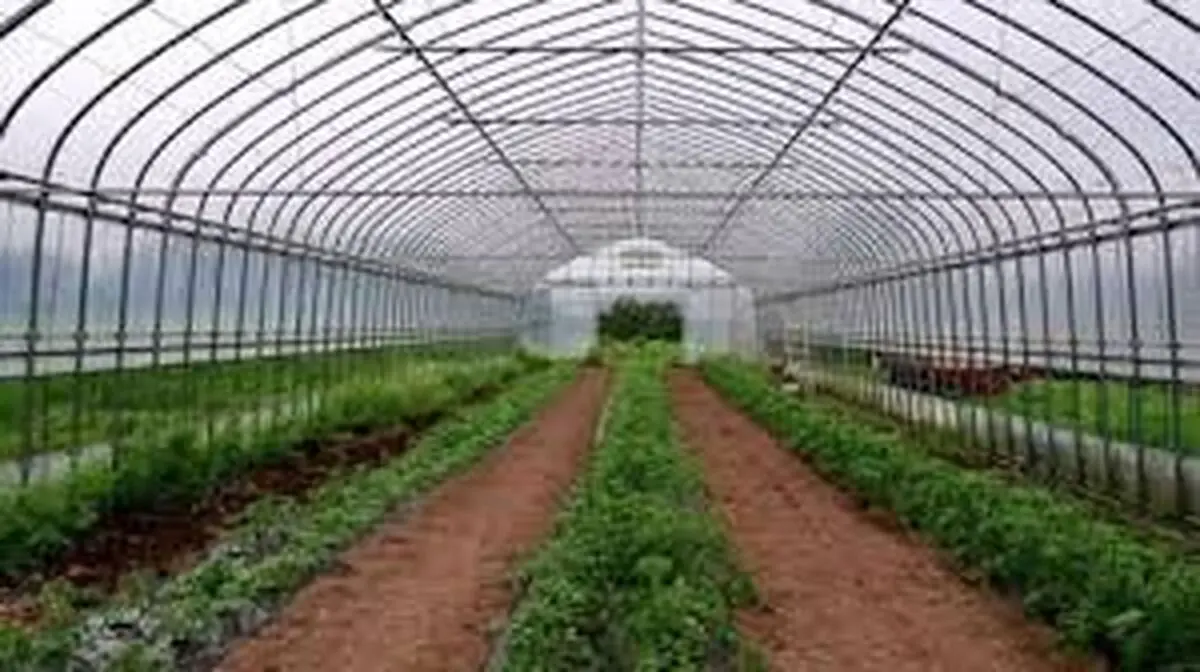 مجوز تاسیس گلخانه برای ایجاد اشتغال است نه سوداگری عده ای قانون شکن