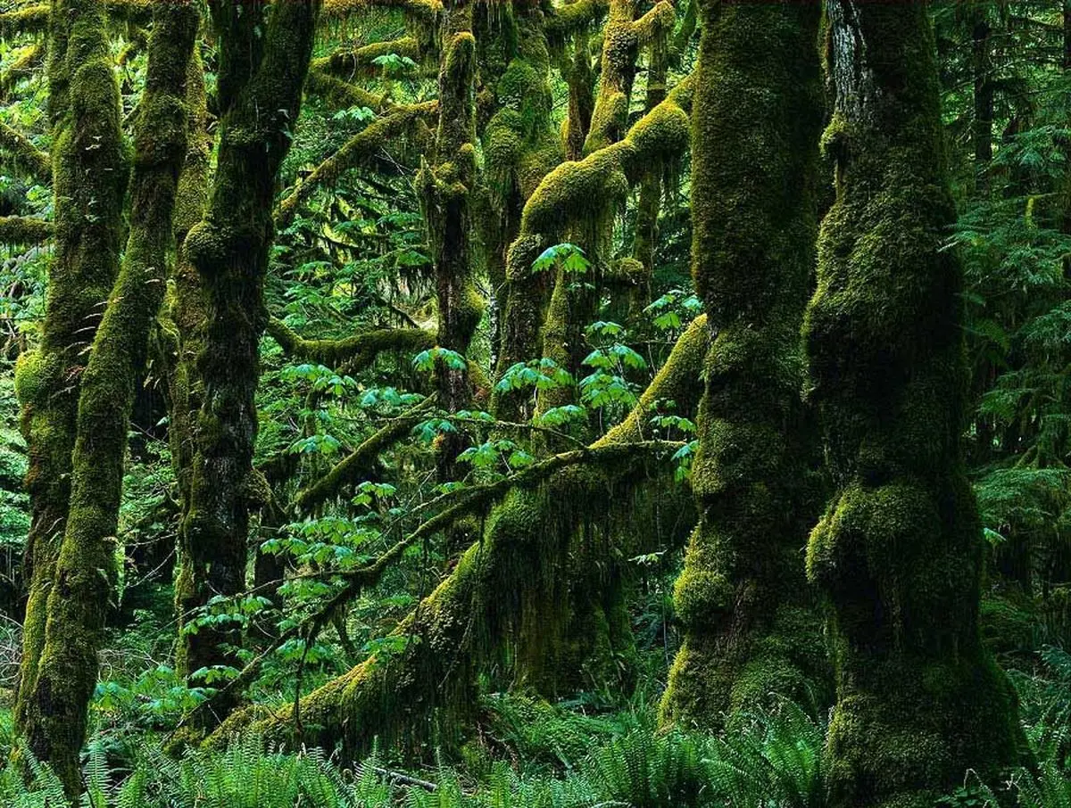 جنگل‌های هیرکانی در انتظار ثبت جهانی یونسکو/گزارش‌های بازرسان یونسکو محرمانه است