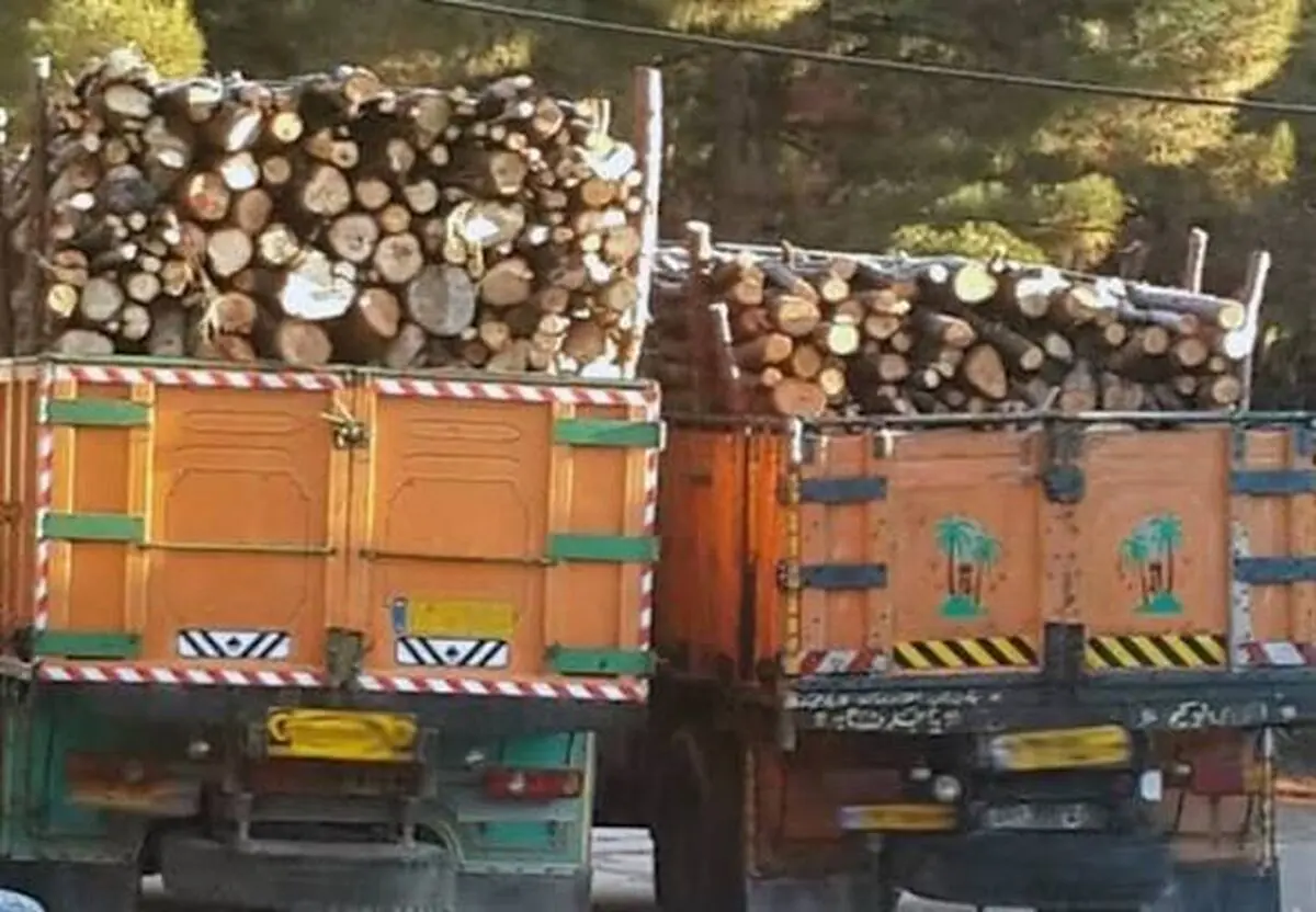 ۶ عضو باند قاچاق چوب در جنگل‌های غرب مازندران دستگیر شدند