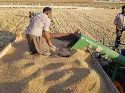  خرید تضمینی ۴۲۲ هزار تن  گندم  کشاورزان استان 