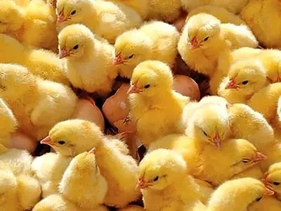 روند یسکان و ثابت جوجه‌ریزی در استان مرکزی / 33 میلیون و 951 هزار قطعه جوجه‌ریزی انجام شد