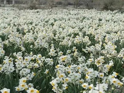 کازرون میزبان جشنواره ملی گل نرگس 