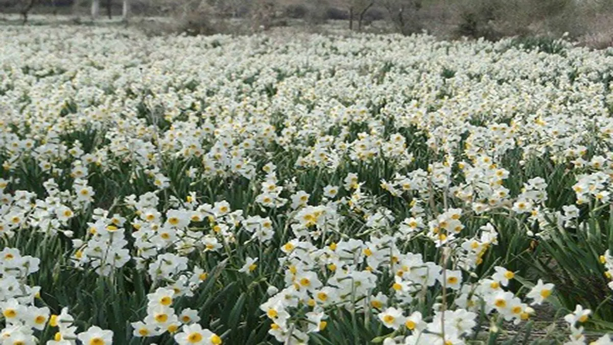 کازرون میزبان جشنواره ملی گل نرگس 