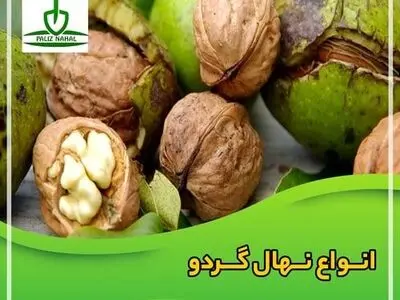 خرید نهال گردو از نهالستان برتر نهال، یک خرید سودآور