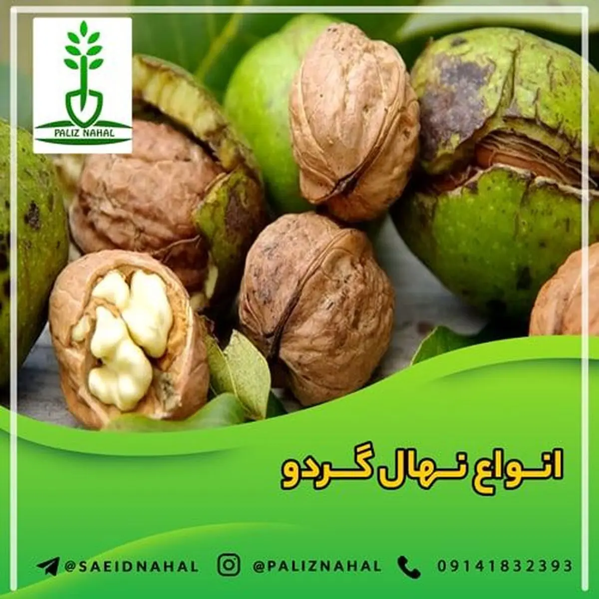 خرید نهال گردو از نهالستان برتر نهال، یک خرید سودآور