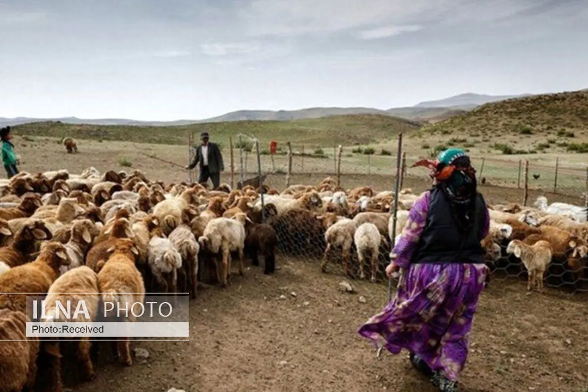 عدم تخصیص اعتبار برای خرید حمایتی دام عشایر در خشکسالی/ نوش‌ دارو پس از مرگ سهراب نمی‌خواهیم 