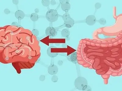 مغز دوم انسان کجای بدن قرار دارد؟